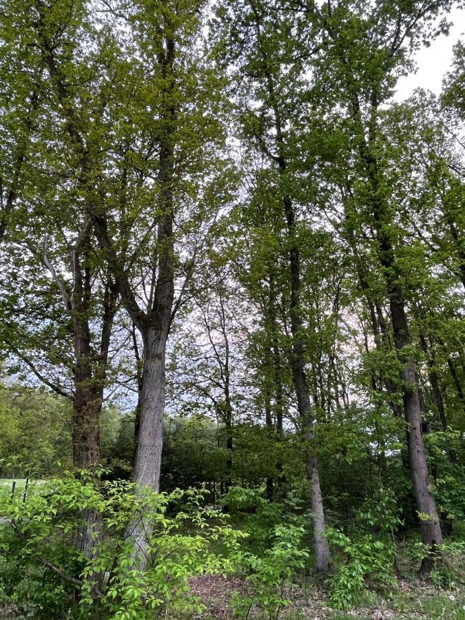 Chalet Liquidambar ซูเทนดาล ภายนอก รูปภาพ